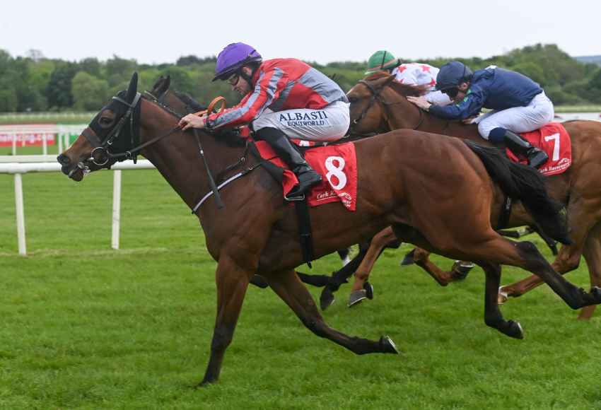 Horses running towards the finishing line at Cork racecourse